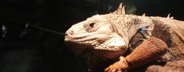 foto: reptiel
